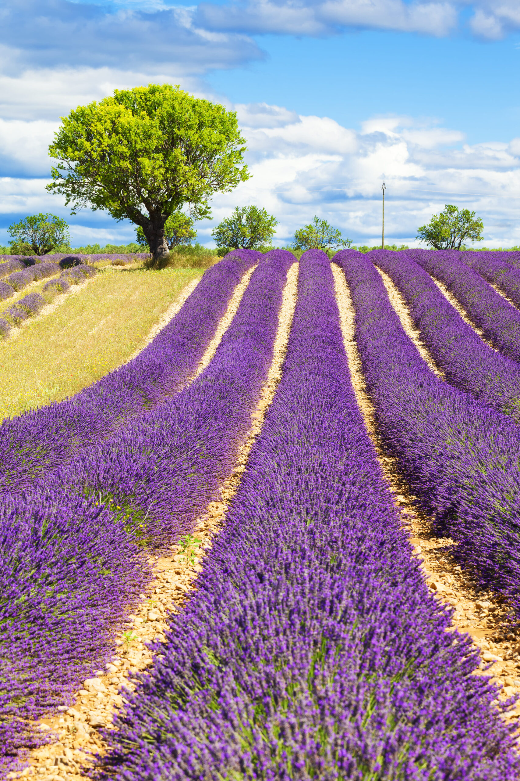 https://conciergeriegustave.com/wp-content/uploads/2025/12/champ-de-lavande-avec-arbre-en-provence-france-scaled.jpg